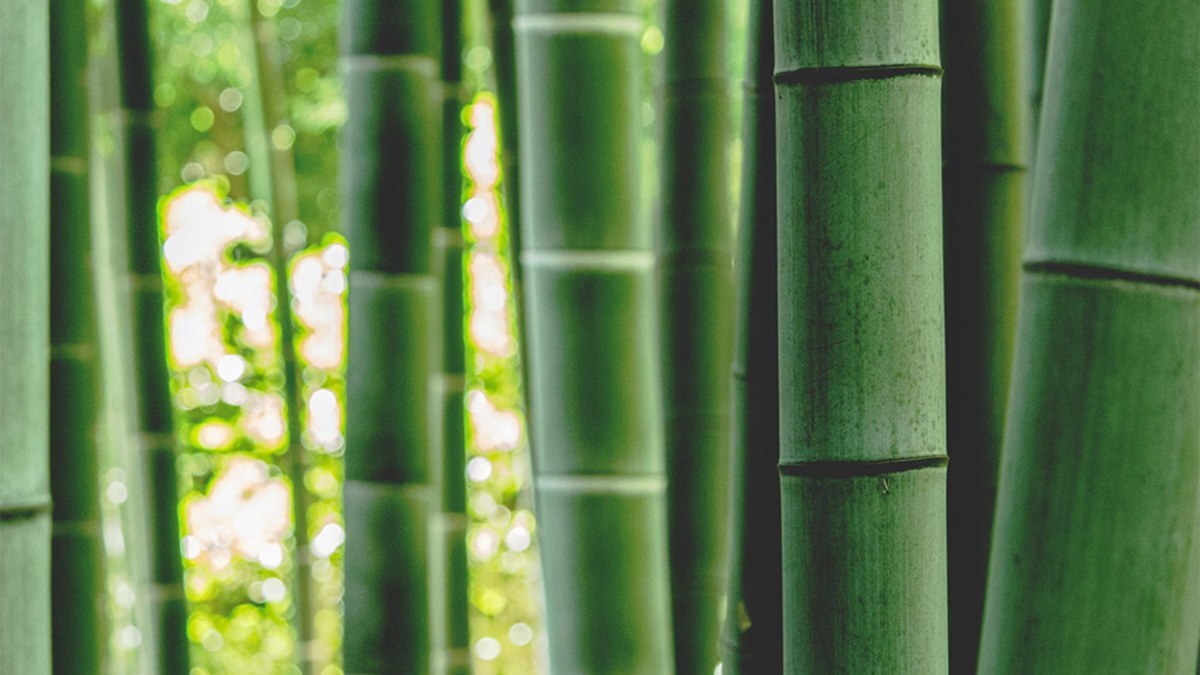 Are Bamboo Tongs Eco-Friendly? Bamboo vs. Plastic vs. Metal