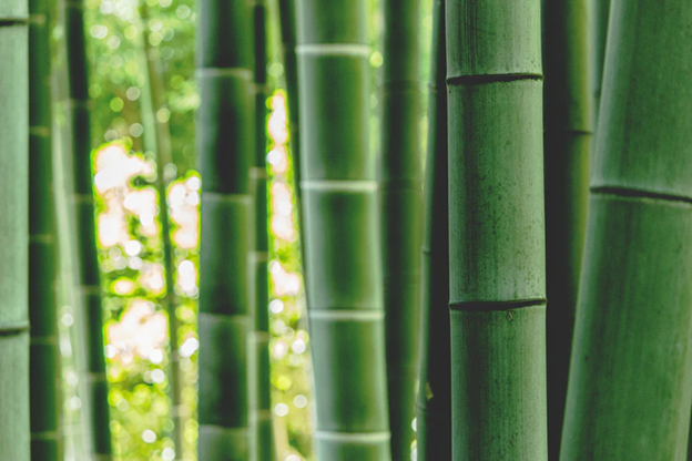 bamboo